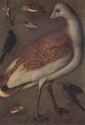 Ludger tom Ring Great Bustard Cock Sweden oil painting artist